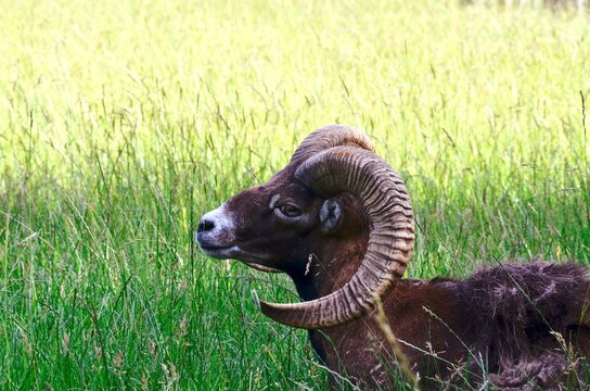 mouflon in nature