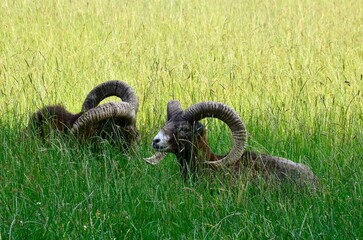 two mouflon rams resting in the grass, large horns visible