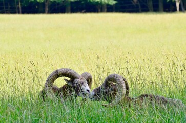 two mouflon rams resting in the grass, large horns visible