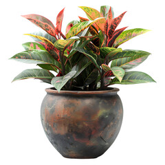Colorful plant in a rustic pot a vibrant houseplant with green red and yellow leaves