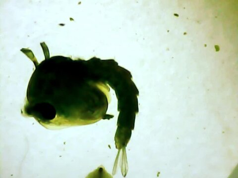 Aquatic inset larva on a microscope glass