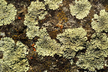 Crust lichens coating a rock surface. Lichens compete, almost imperceptibly, to occupy the right place for them