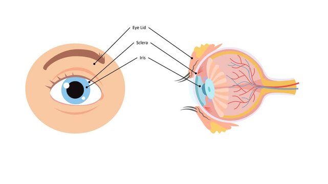 Labeled diagram showing the anatomy of the human eye, including parts for educational and medical reference.mp4 video 4k