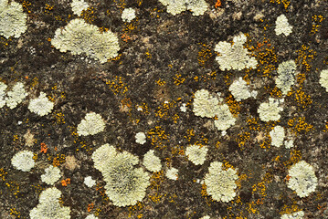 Very beautiful picture of the great variety of shapes and colours of the crust lichens on the rock. Lichens compete, almost imperceptibly, to occupy the right place for them