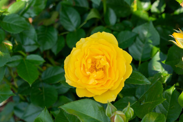Rose (Rosa 'Julia Child') flowers growing in the garden. Canada. 