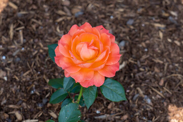 Rose (Rosa 'Livin' Easy') flowers growing in the garden. Canada. 