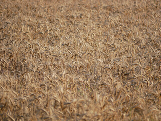 Field sown with wheat. Golden ears of wheat background wallpaper abstract texture