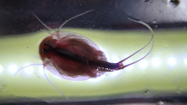 Tadpole shrimp on a microscope glass