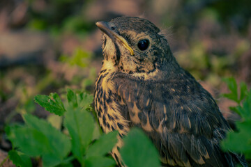 Young Fieldfare (Latin name: Turdus pilaris) in the wild nature in grass