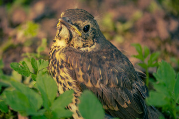 Young Fieldfare (Latin name: Turdus pilaris) in the wild nature in grass