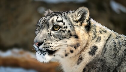 a snow leopard