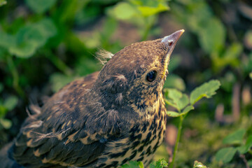 Young Fieldfare (Latin name: Turdus pilaris) in the wild nature in grass