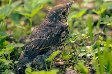 Young Fieldfare (Latin name: Turdus pilaris) in the wild nature in grass