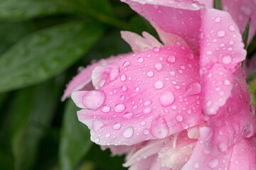 Beautiful shiny water droplets on flower petal peony macro. Drops of dew on a pink petal. Gentle soft elegant airy artistic image with soft focus