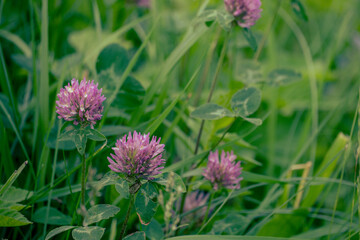 Red Clover or Trifolium Pratense in the meadow. Bee plant. It is used as a green manure crop.