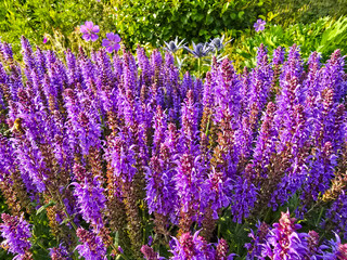 Purple salvia flowers in the garden on a sunny summer day

