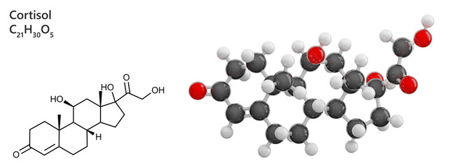 Molecule: Cortisol. 3D model of a steroid hormone. Stress hormone. Molecular formula: C21H30O5. Chemical model: Ball and Stick. Transparent background. 3D illustration