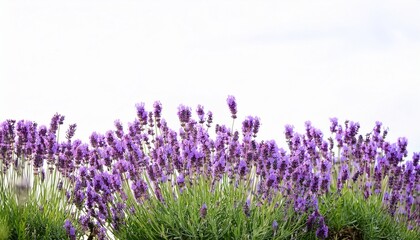 Naklejka premium lavender flowers blooming in a garden with white background