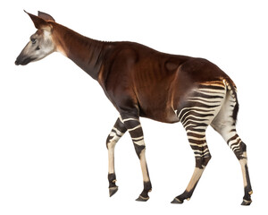 Okapi turning back, striped legs, long neck, isolated on transparent background, forest giraffid creature
