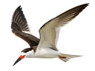 A highly detailed Black Skimmer mid-flight with lower mandible skimming an invisible water surface, isolated on a transparent background