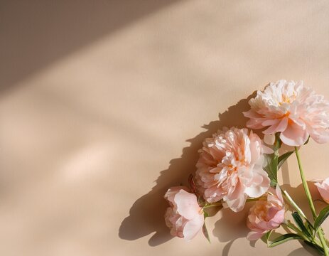 delicate pale peach pink flowers on tan beige table background aesthetic retro sparkling close up view floral composition with sunlight shadows and copy space banner wallpaper