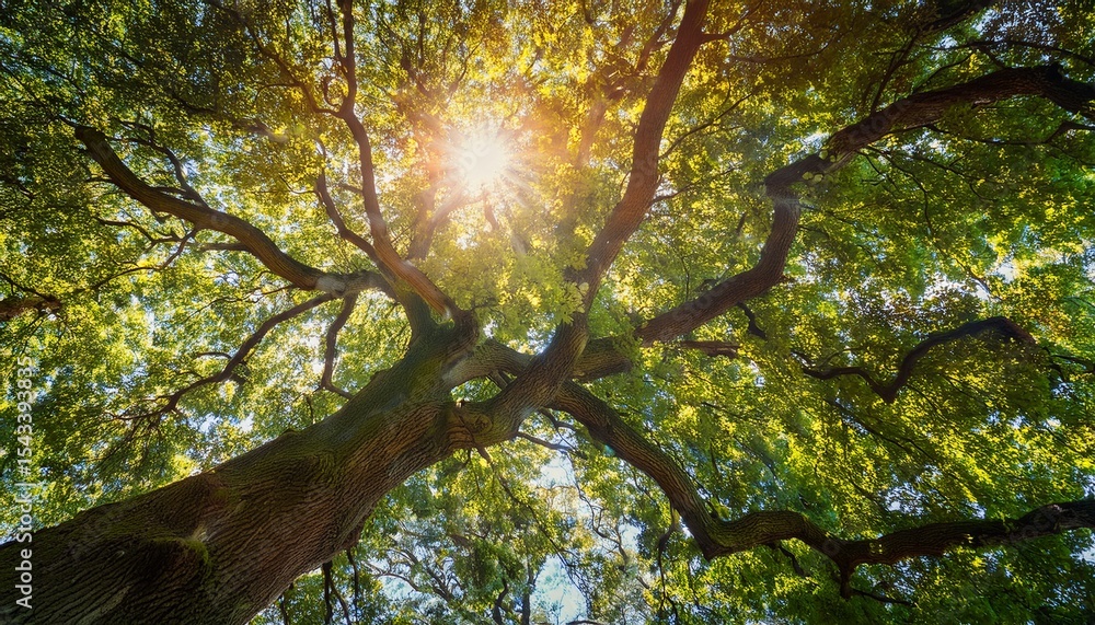 Poster sunlight through the branches a low angle tree view
