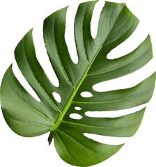 eggplant with leaves