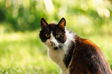 Village cat on the grass