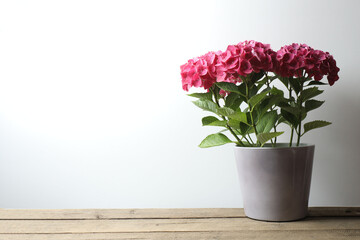 Beautiful pink hydrangea in a pot, on a wooden table 