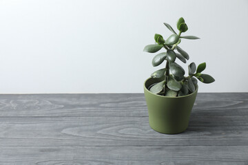 house flower in a pot on a wooden table