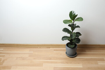 house flower in a pot on a wooden table