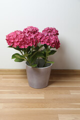 Beautiful pink hydrangea in a pot, on a wooden table 