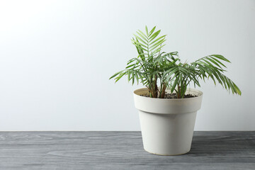 house flower in a pot on a wooden table