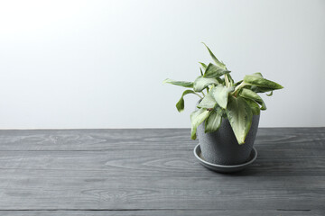 house flower in a pot on a wooden table