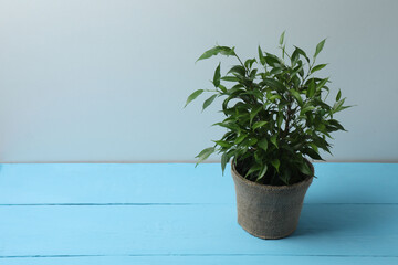 house flower in a pot on a wooden table