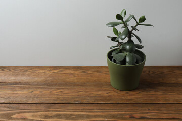 house flower in a pot on a wooden table