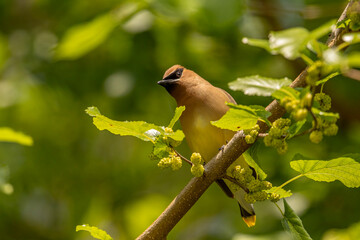 Obraz premium Cedar Waxwing perched in a Mulberry Tree