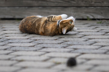 Domestic short hair tabby cat with European water vole. A cat plays with a caught water rat on the...