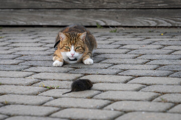 Domestic short hair tabby cat with European water vole. A cat plays with a caught water rat on the...