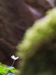 Delicate wood anemone blossoming in a spring nature reserve in Sweden