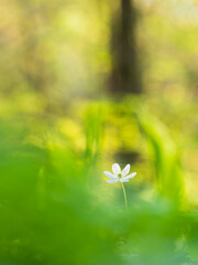 Wood anemone blooms in vibrant spring colors at nature reserve in Sweden