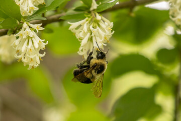 Bumblebee gathers nectar from a wildflower