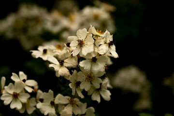 WIldflowers along a trail in New Jersey
