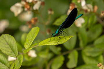 Ebony Jewelwing Damselfly sits on a leaf