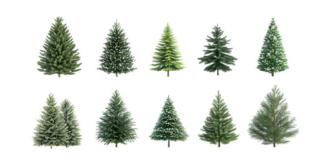 Obraz premium Pack Collection Twelve Unique Evergreen Trees A Collection of Conifer Variations set against transparent background