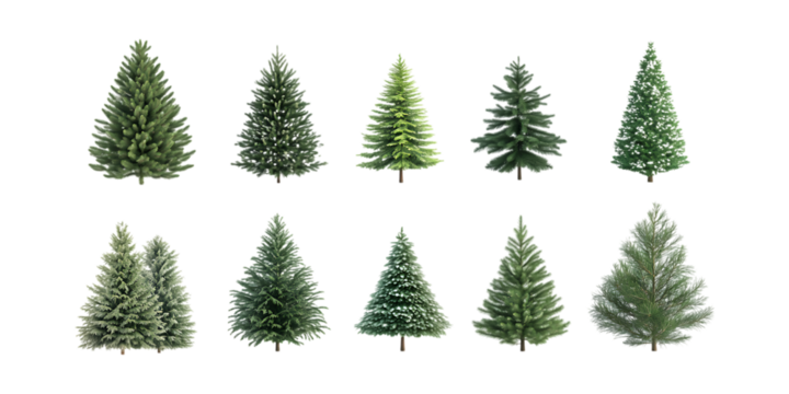 Pack Collection Twelve Unique Evergreen Trees A Collection of Conifer Variations set against transparent background