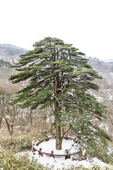 United Pines or Combined Pines is a popular landmark at natural Huangshan or Yellow Mountain, with two pine trees combined into one, suggesting unity among Chinese ethnic people.