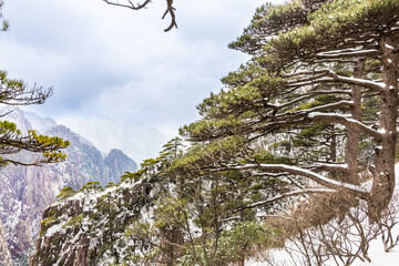 Beautiful natural landscape with pine trees on granite mountain at Huangshan or Yellow Mountain,...