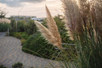 Pampas grass swaying gently in a landscaped garden. The scene features a winding stone pathway and lush greenery under a soft sunset sky.