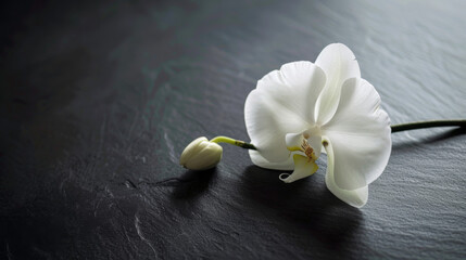 A single white orchid on a black slate background, symbolizing peace and elegance, perfect for web banners and holiday cards.